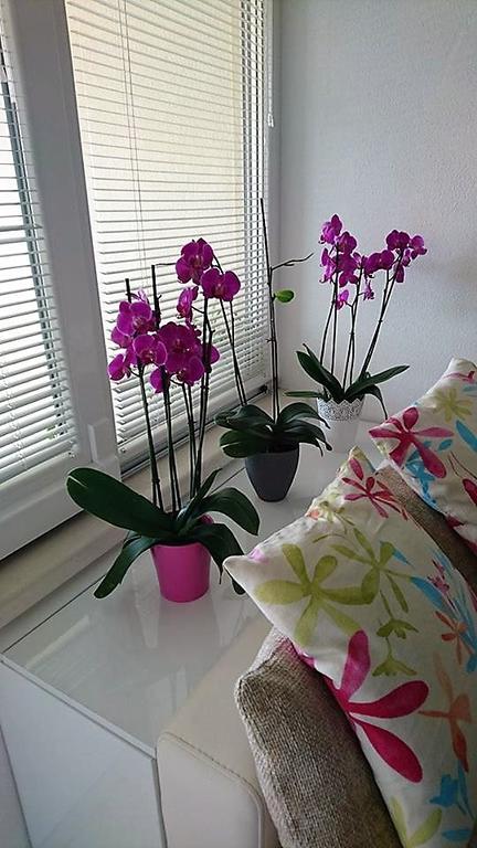 Apartment Vanja Tučepi エクステリア 写真